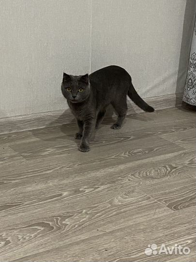 Британские котята