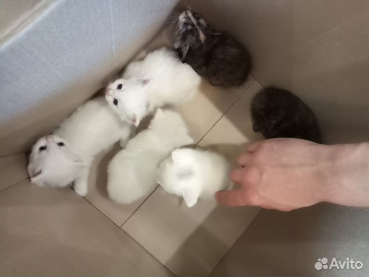 Котята в добрые руки 1.5 мес