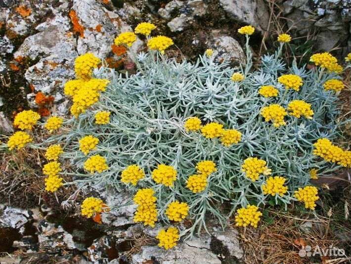 Цмин итальянский (гелихризум) (саженцы)