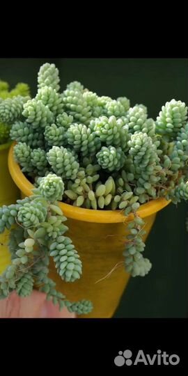 Седум японика и другие суккуленты