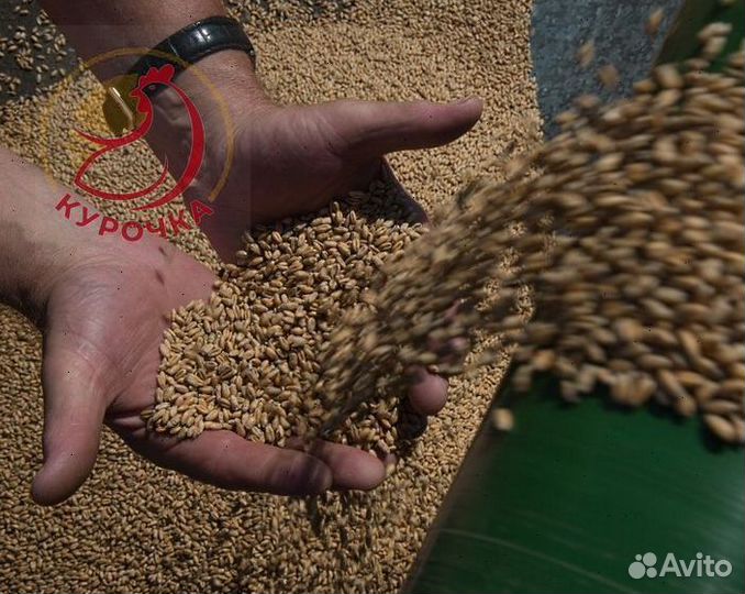 Зерно, овес, ячмень, пшеница