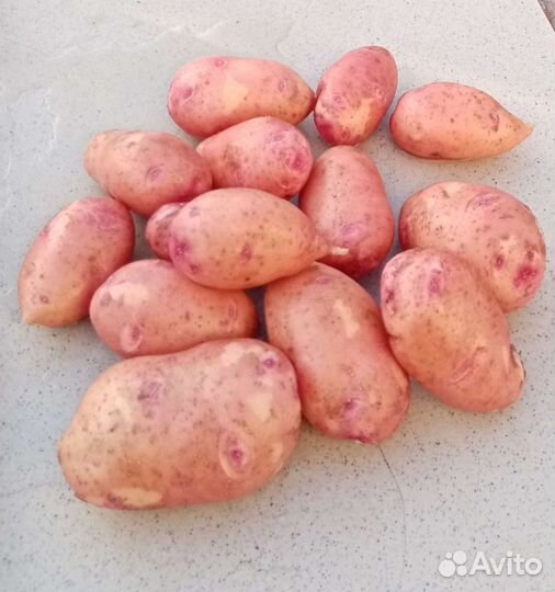 Продам картофель