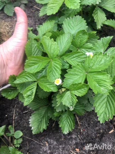 Яблоки, Малина желтая, клубника, земляника безусая