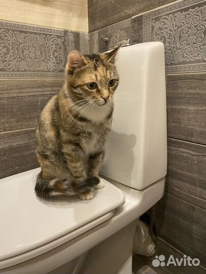 Отдам кошку в добрые руки
