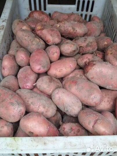 Картофель домашний