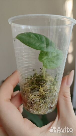 Алоказии серебряный дракон/ венти