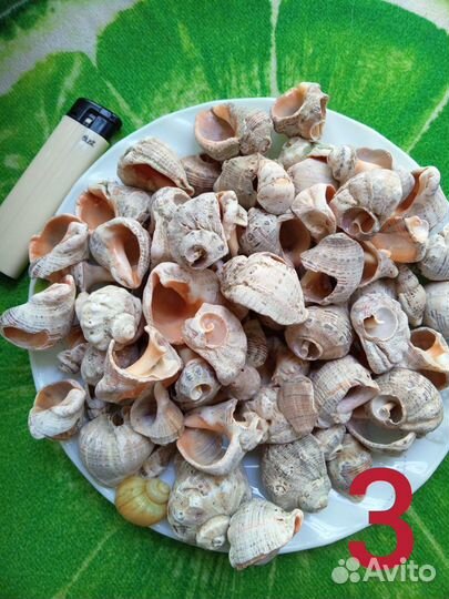 Морские ракушки