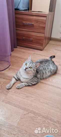 Кот британец в добрые руки