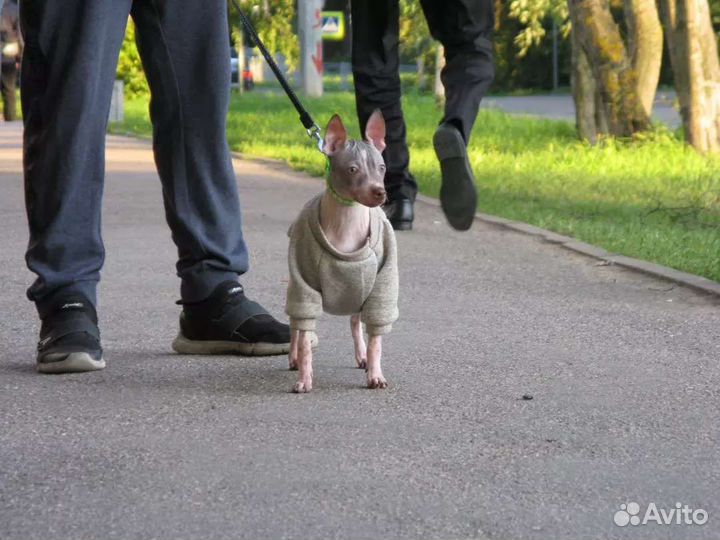 Американский голый терьер щенки