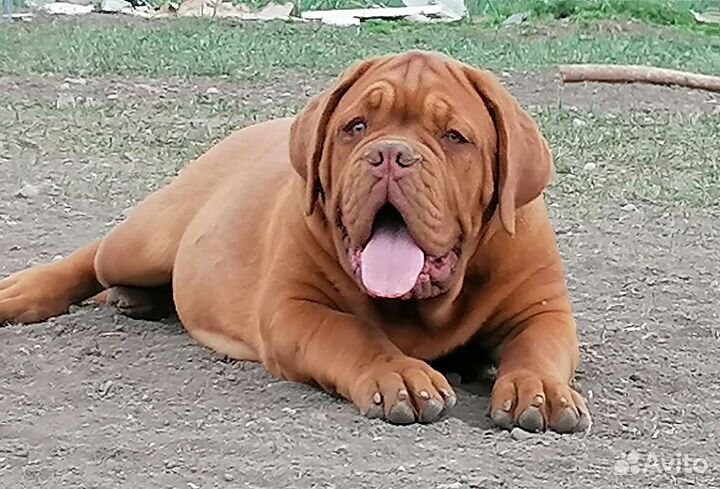 Шикарные девочки Бордоского дога