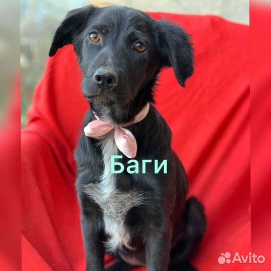 Собаки в добрые руки