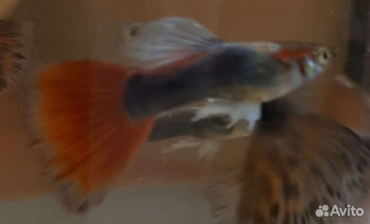 Рыбки (гуппи)