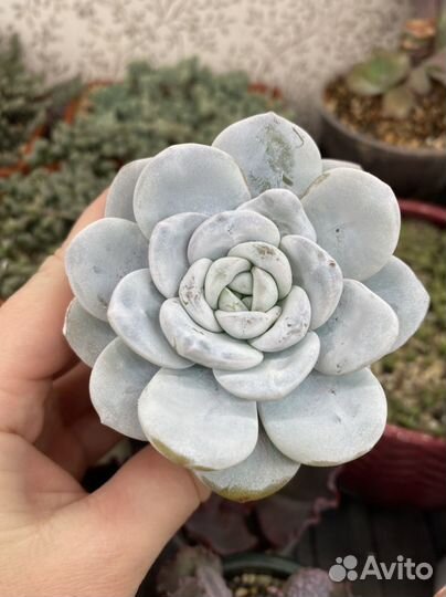 Echeveria Laui, суккуленты