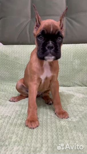 Боксер рыжуля