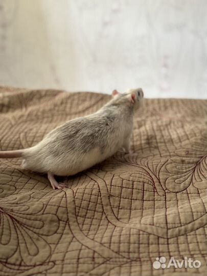 Крыса дамбо рекс