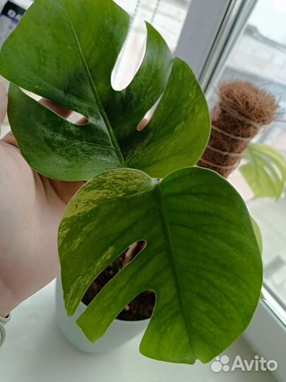 Монстера ауреа