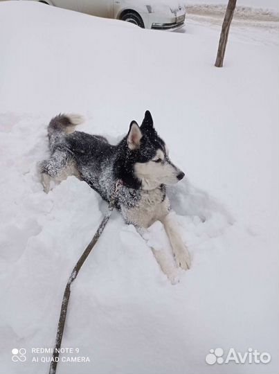 Вязка кобель