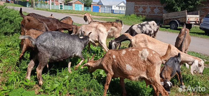 Дойные козы