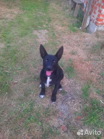 Собака в добрые руки