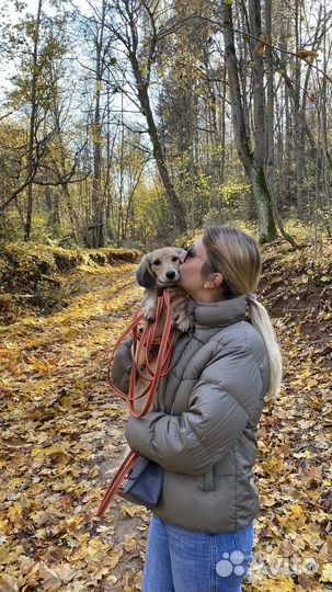Вязка кобель такса длинношестная