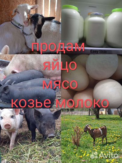 Продам козье молоко домашнее,куриные яички