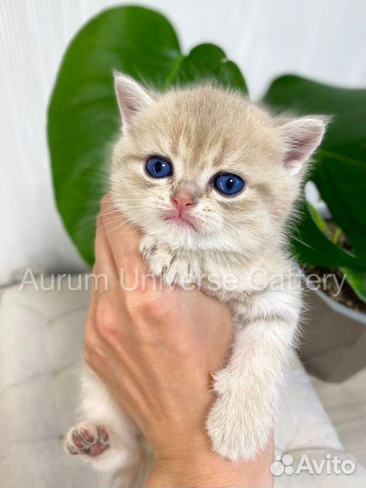 Британские котята золотые шиншиллы