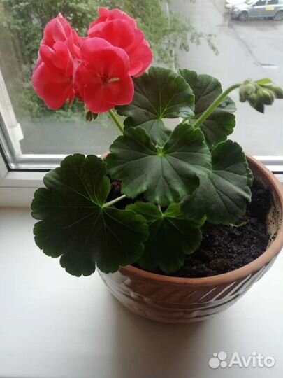 Спатифилум белый (женское счастье)