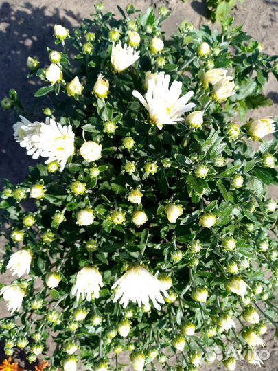 Хризантема мультифлора шаровидные