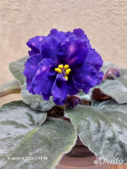 Фиалка сортовая