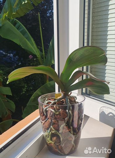 Орхидея фаленопсис