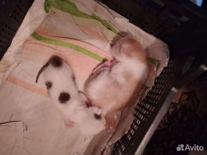 Котята