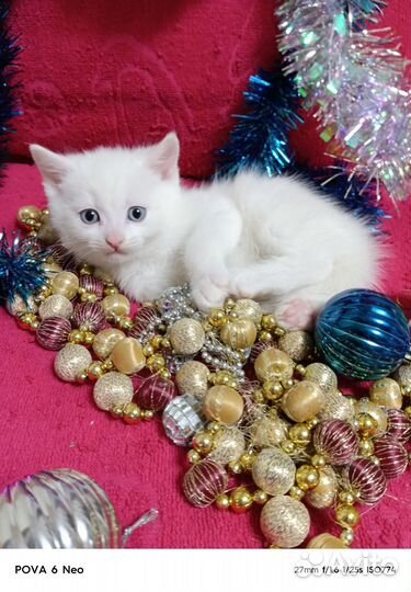 Белоснежное чудо