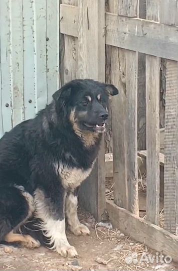 Машка стерильна