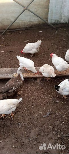 Петушки куры домашние,настоящий вкус