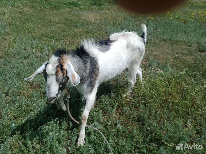 Коза нубийская