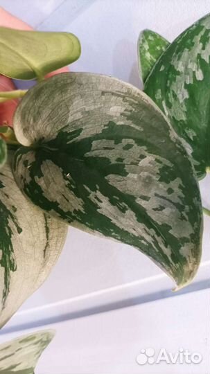 Сциндапсус Сильвер Свен, Silver Swan