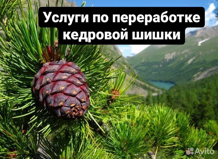 Кедровая шишка, орех