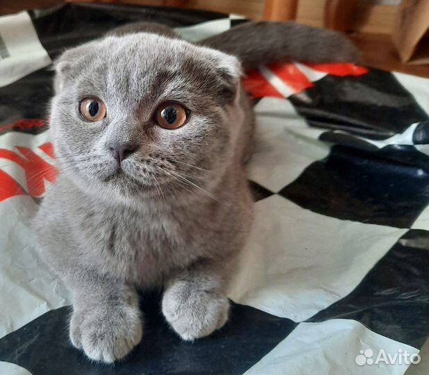 Шотландский вислоухий кот