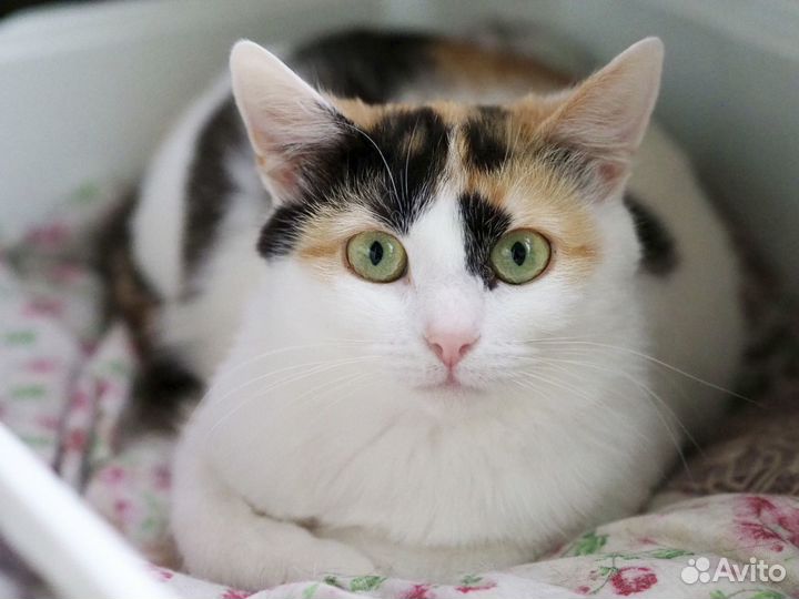 Трехцветная Трикса - на счастье и удачу