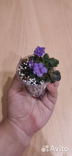 Сортовая микро фиалочка Milady