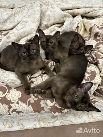Бурманские котята