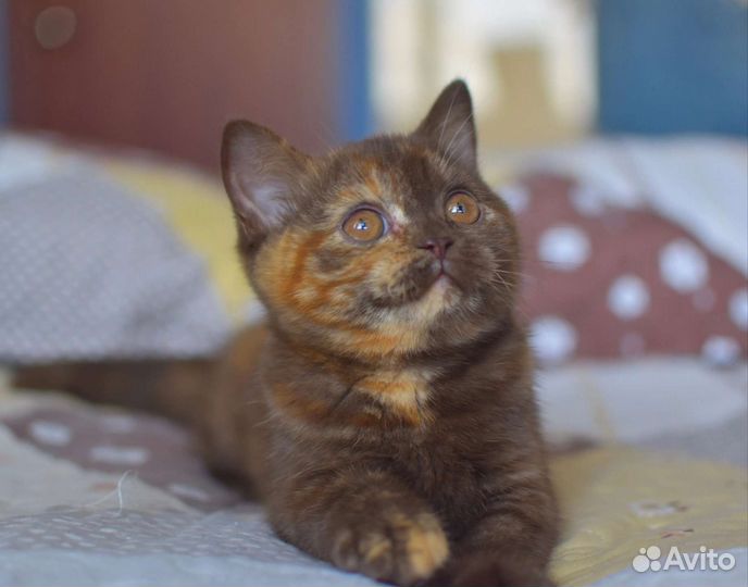 Британские котята