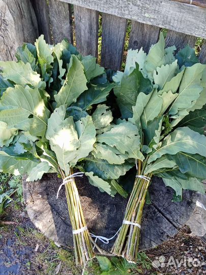 Дубовые банные веники