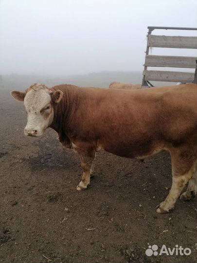Быки на племя