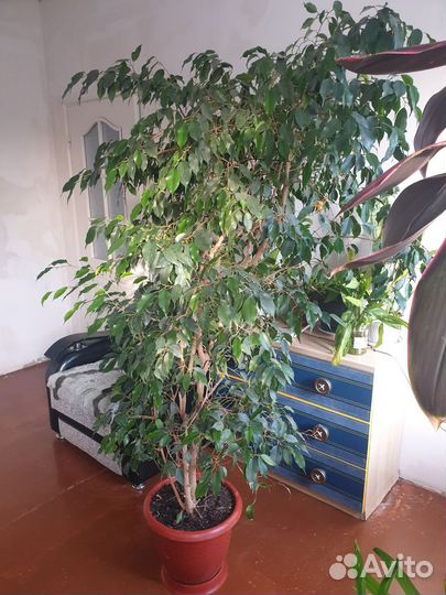Фикус бенджамина большой