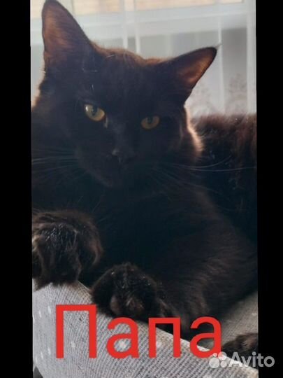 Коты в добрые руки