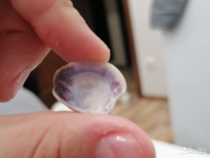 Ракушка из Дубая