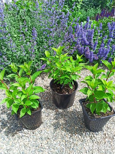 Туя, гортензия, барбарис