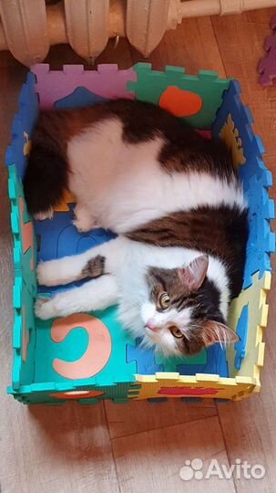 Зооняня, передержка котов и грызунов