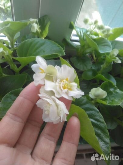 Махровая бегония. Цена 150